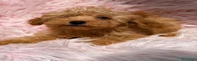 Maltipoo 1