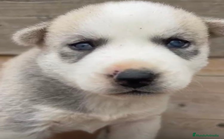 Husky Siberiano perros - Anuncio 10