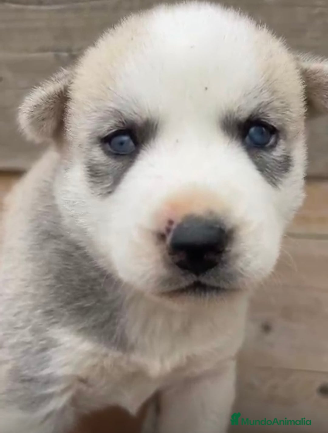 Husky Siberiano perros en venta: HUSKY  - Imagen 1