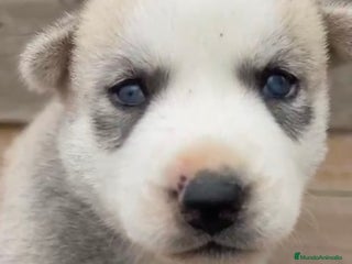 Husky Siberiano perros - Anuncio 17