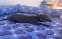 Whippet perros en venta: Whippet blue  - Imagen 12