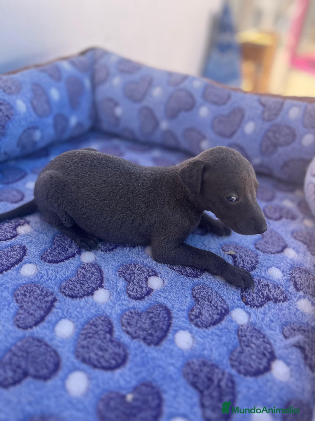 Whippet perros en venta: Whippet blue  - Imagen 12