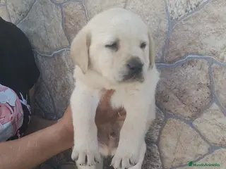 Labrador Retriever perros Espectacular labrador retriever disponible - Anuncio 2