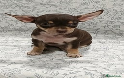 Chihuahua perros en venta: Hembra chihuahua chocolate  - Imagen 2
