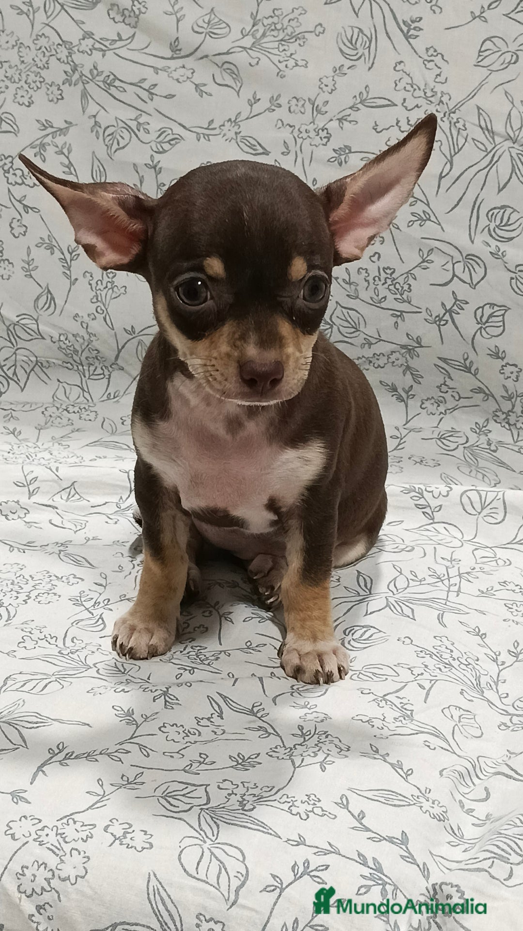 Chihuahua perros en venta: Hembra chihuahua chocolate  - Imagen 2