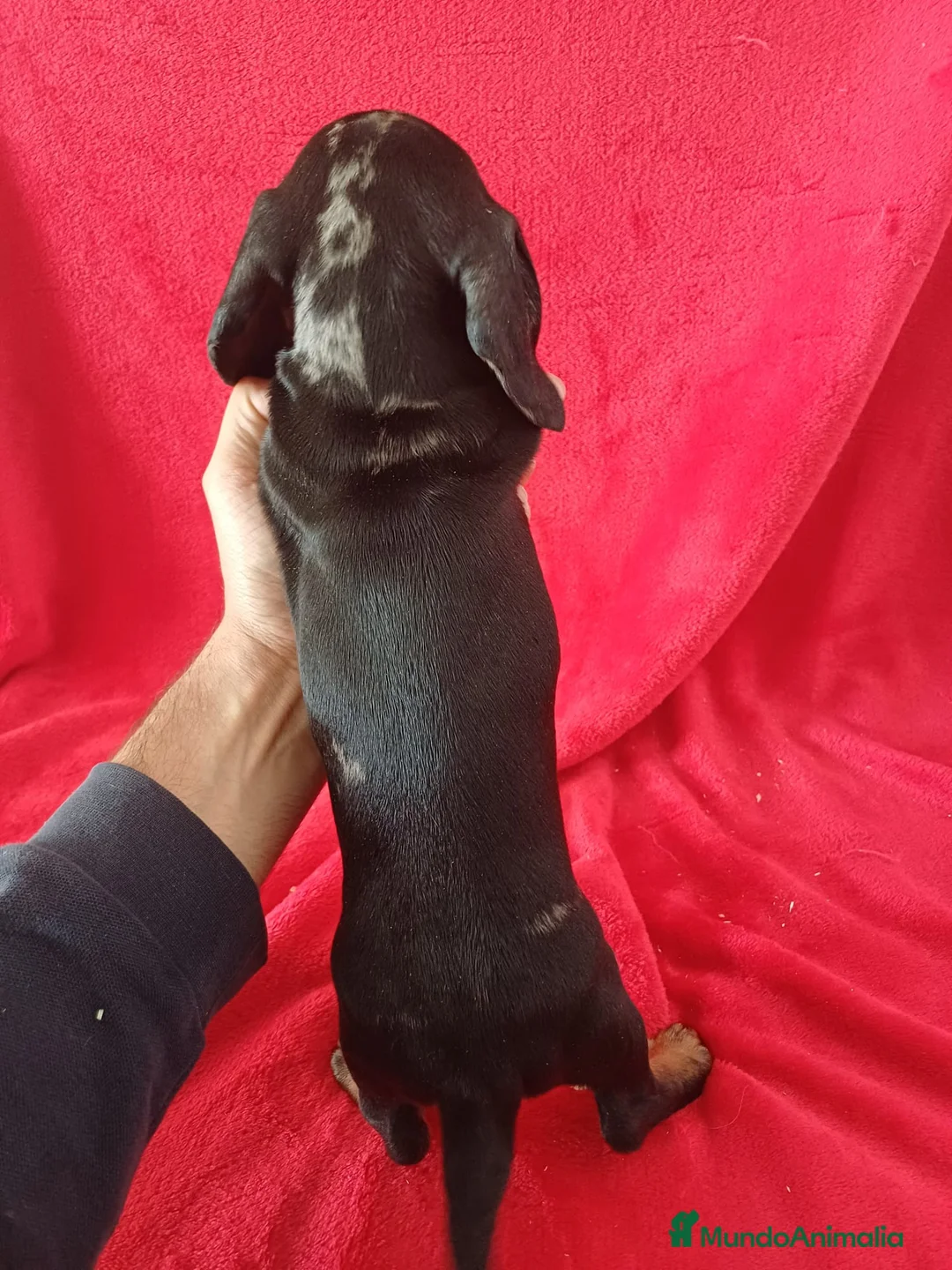 Teckel Miniatura perros en venta: Teckel Mini Arlequin  - Anuncio 5