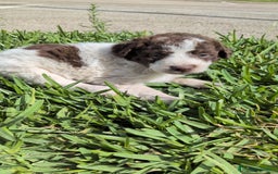 Perro de Agua Español perros en venta: Perro de agua  - Imagen 5