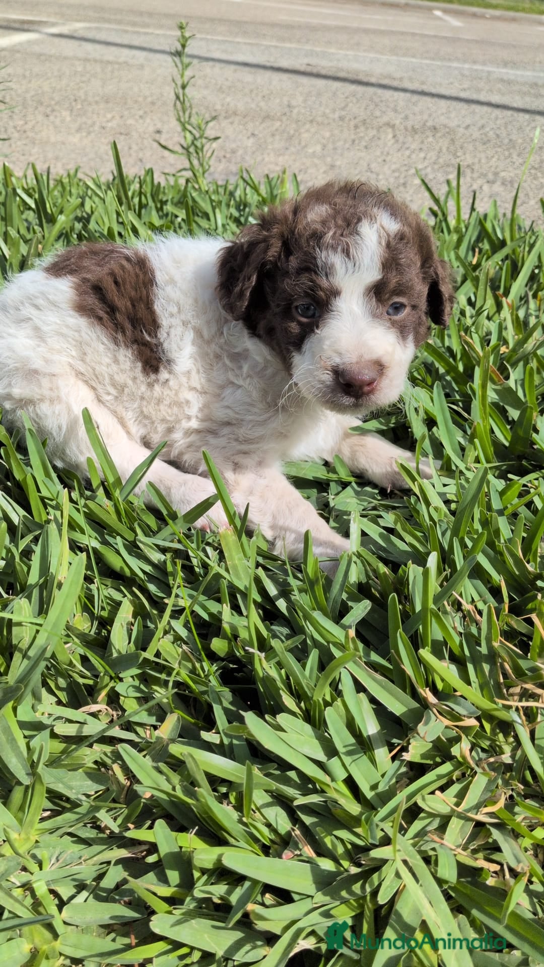 Perro de Agua Español perros en venta: Perro de agua  - Imagen 5