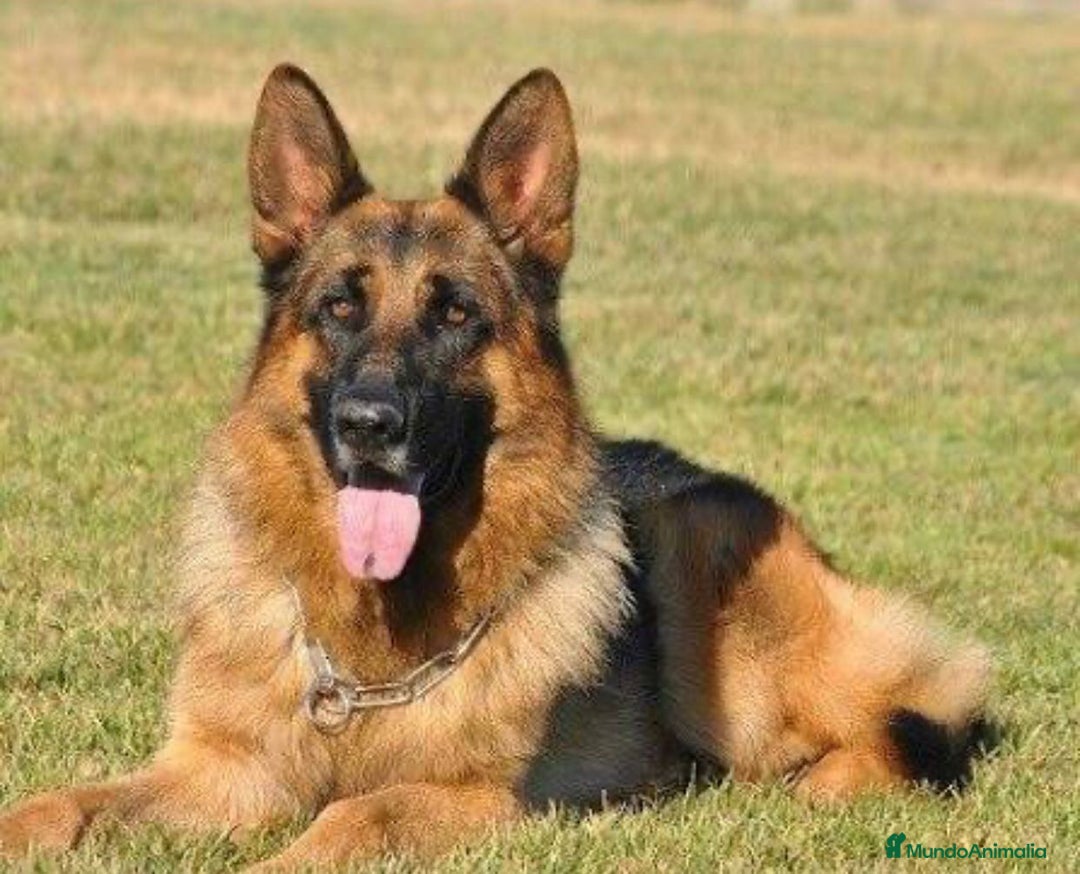 Pastor Alemán perros en venta: Pastor aleman  [ mallorca-baleares] - Anuncio 4