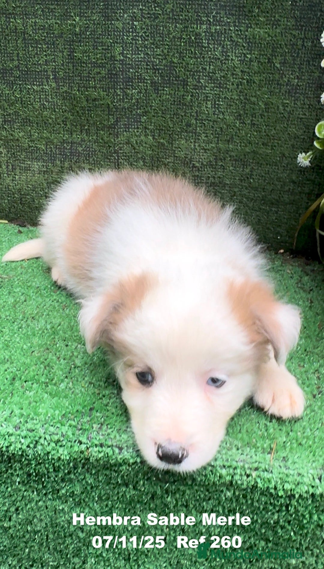 Border Collie perros en venta: Border Collie  - Anuncio 14