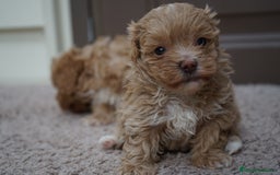 Maltipoo perros en venta: 🌸 PEQUEÑAS MALTIPOO, MUFFIN, YUKI, MOCHILA 🌸 - Imagen 3