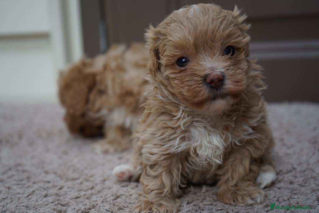 Maltipoo perros en venta: 🌸 PEQUEÑAS MALTIPOO, MUFFIN, YUKI, MOCHILA 🌸 - Imagen 3