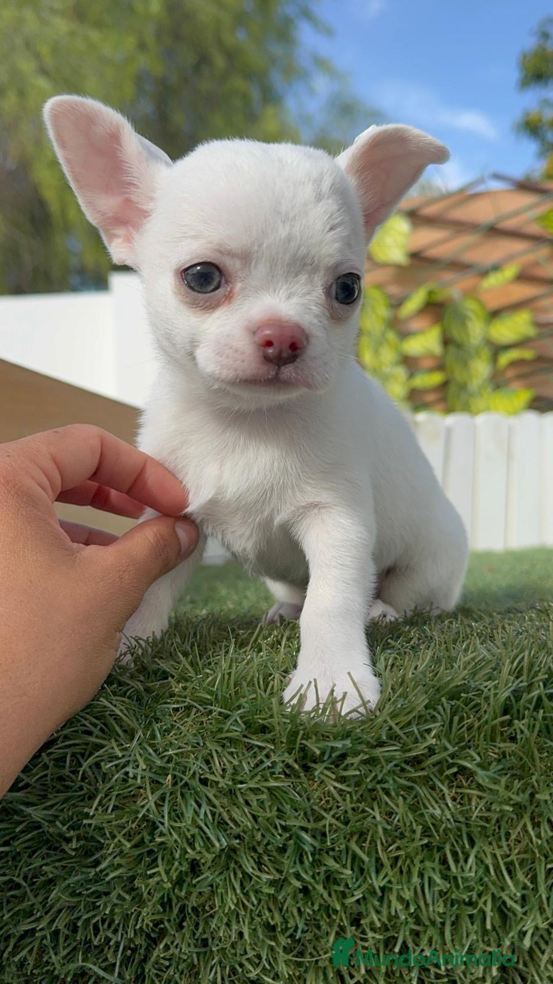 Chihuahua perros en venta: CHIHUAHUA MACHO - Imagen 6