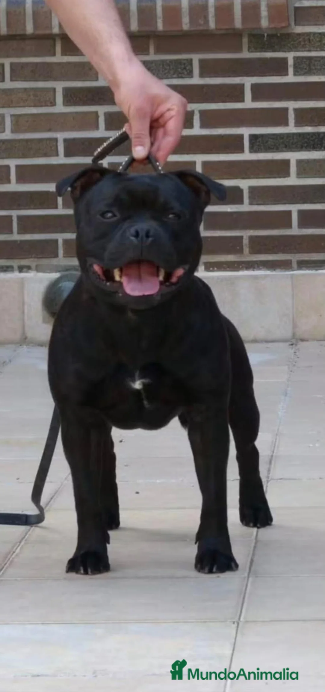 Staffordshire Bull Terrier perros en venta: Cachorros de Staffordshire bull terrier - Anuncio 2