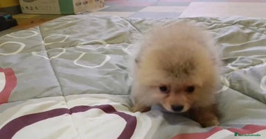Pomerania perros - Anuncio 9