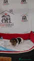 Jack Russell Terrier Cachorro 2