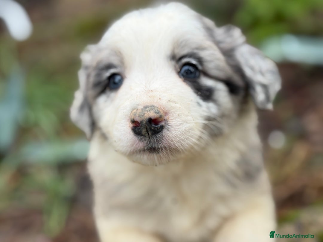 Border Collie perros en venta: 🐾 Preciosos Border Collie con pedigree 🐾 - Anuncio 1