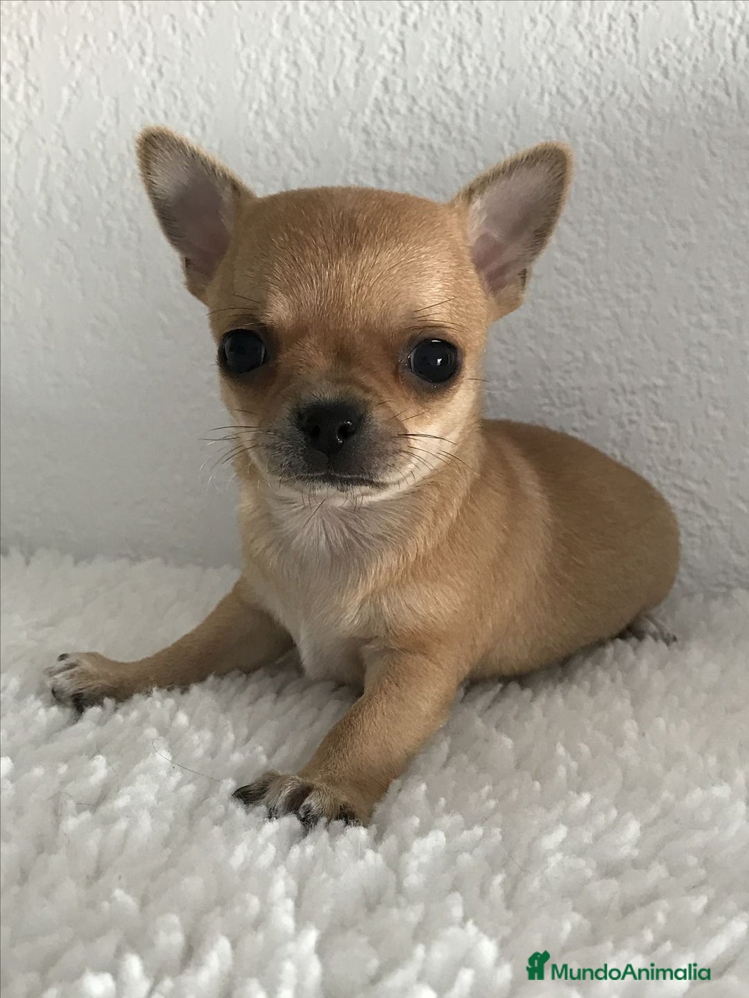 Chihuahua perros en venta: CHIHUAHAS PRECIOSOS  - Anuncio 2