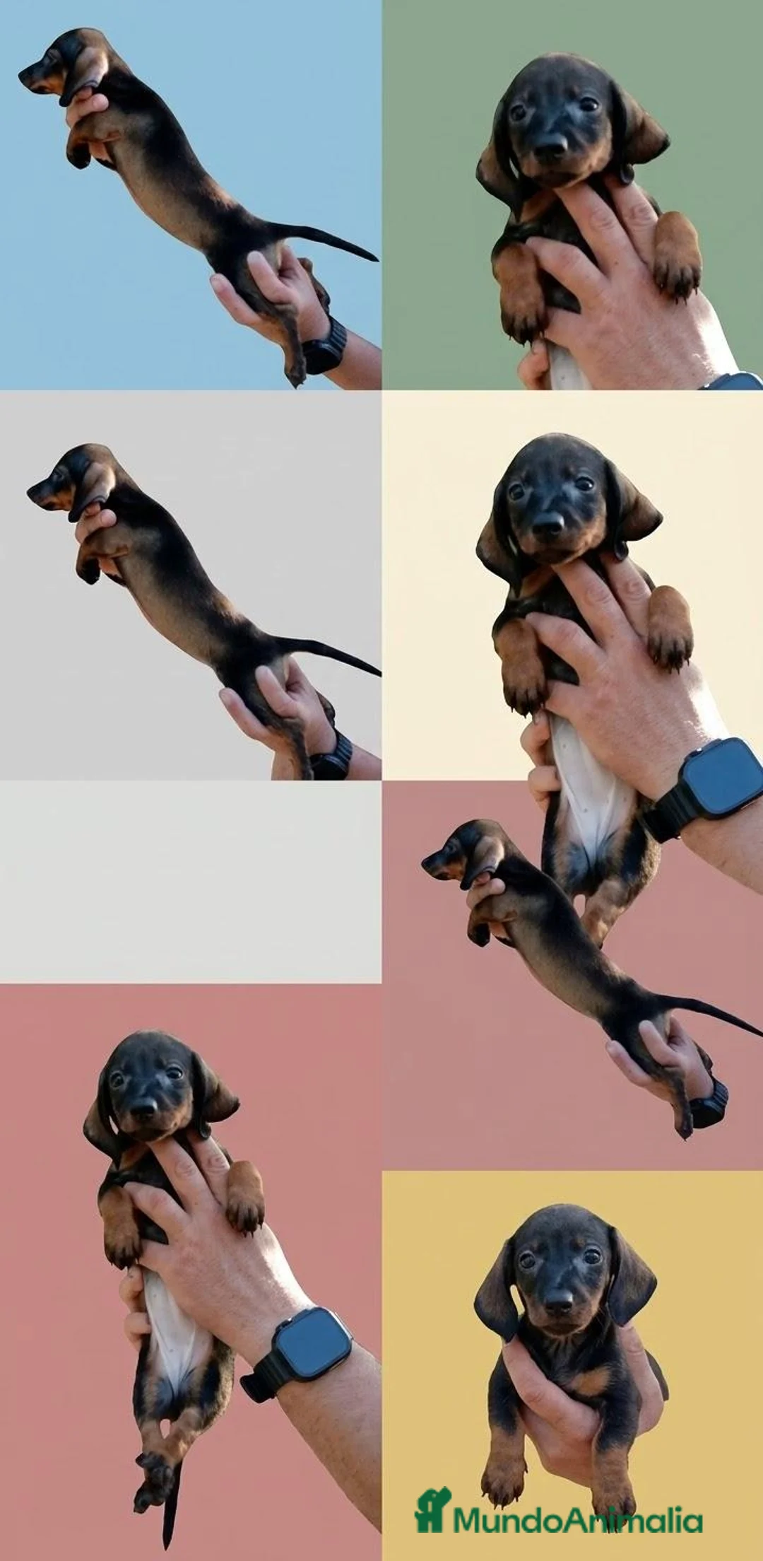 Teckel Miniatura perros en venta: Teckel kanichen  - Anuncio 4