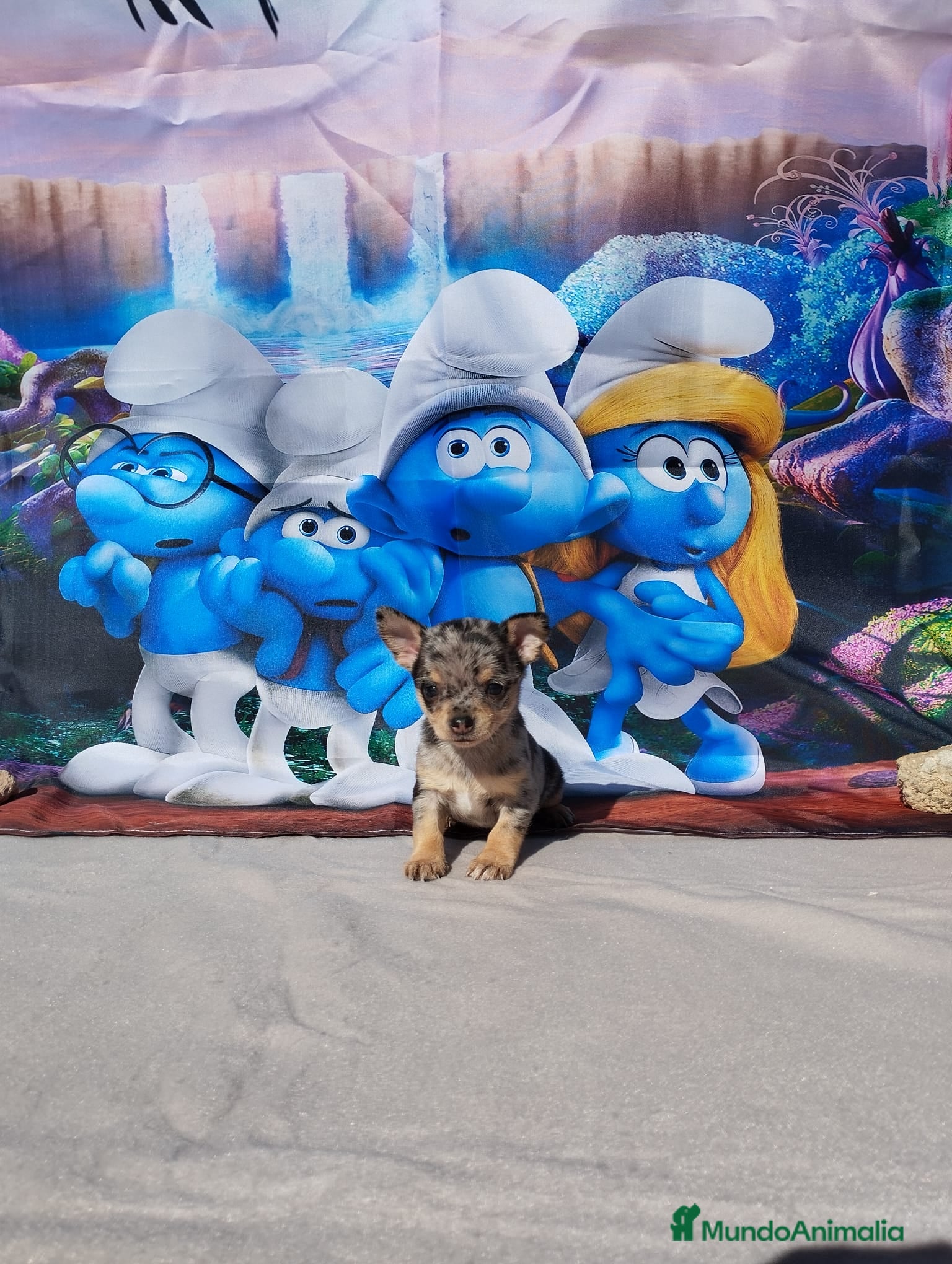 Chihuahua perros Chihuahuas toy y mini toy cabeza de manzana  - Anuncio 21