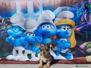 Chihuahua perros Chihuahuas toy y mini toy cabeza de manzana - Anuncio 6