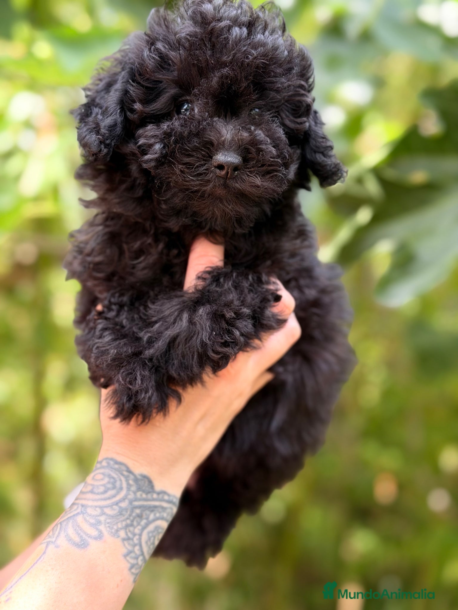 Caniche Toy perros en venta: Caniche Toy hembra  - Anuncio 8