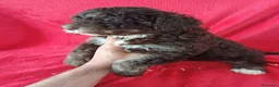 Perro de Agua Español perros en venta: Perro de Agua Español  - Anuncio 2