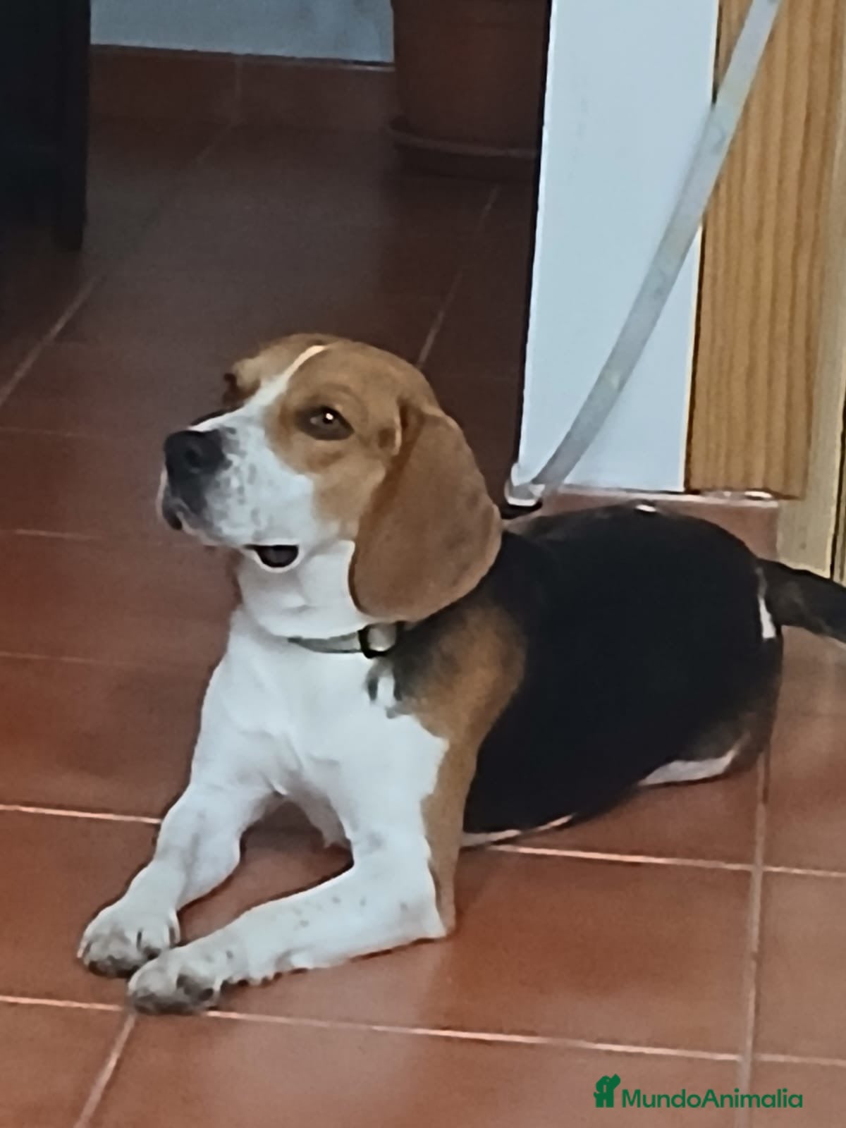 Beagle perros Beagle, Hembras - Anuncio 1