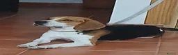 Beagle perros en venta: Beagle, Hembras - Anuncio 1