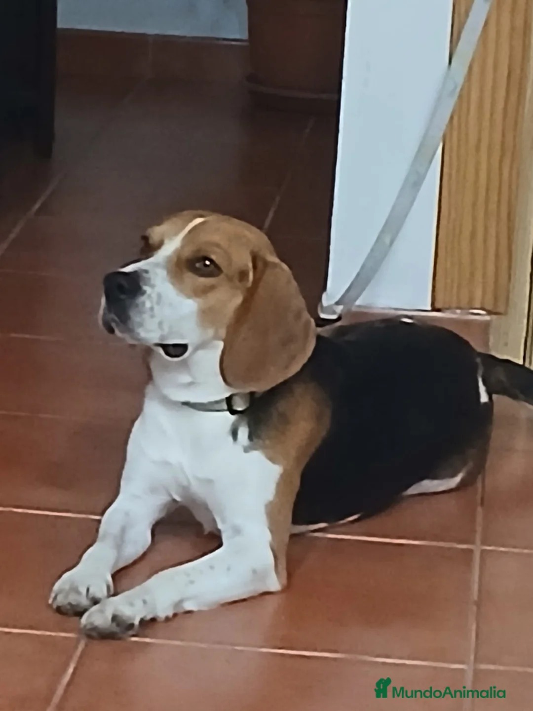 Beagle perros en venta: Beagle, Hembras - Anuncio 1