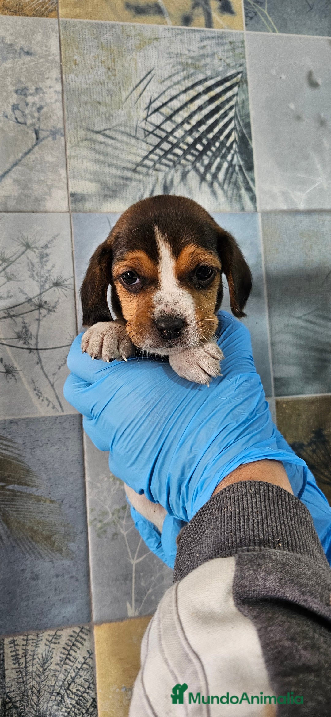 Beagle perros en venta: Beagle en jerez - Anuncio 7