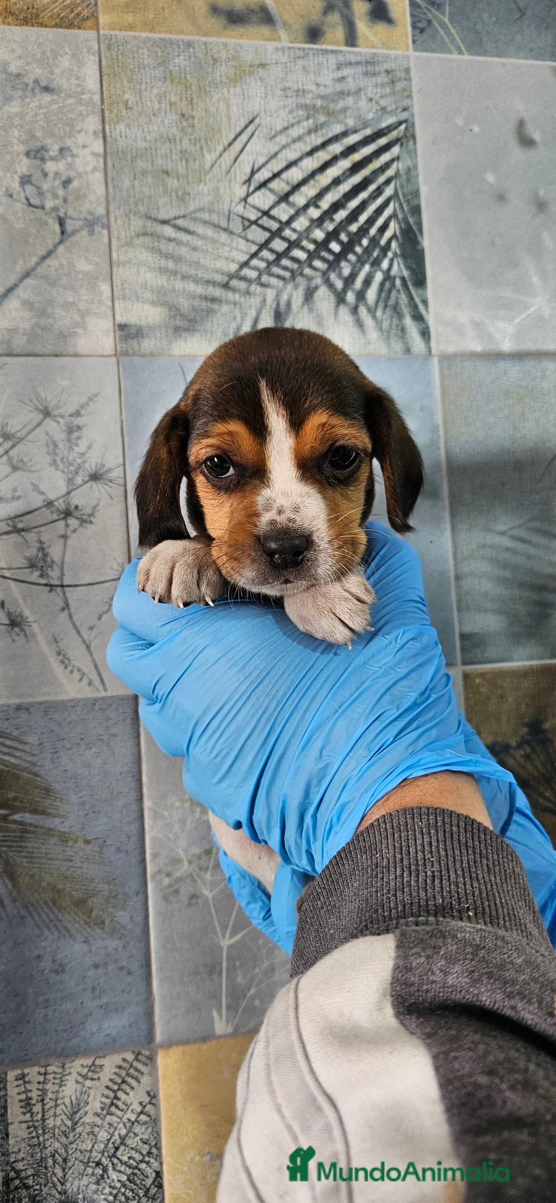 Beagle perros en venta: Beagle en jerez - Anuncio 7