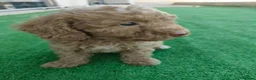 Caniche Toy perros en venta: Caniche Toy - Anuncio 4