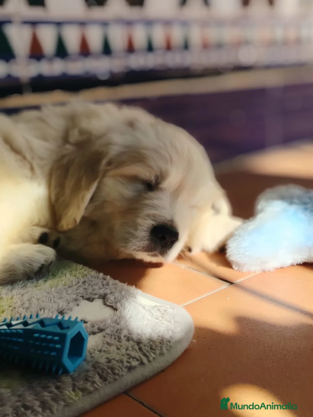 Golden Retriever perros en venta: golden retriever  - Anuncio 7