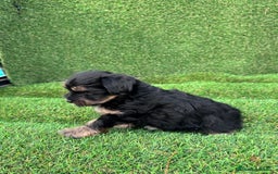 Yorkshire Terrier perros en venta: YORKSHIRE ESPECTACULARES LISTOS PARA ENTREGAR  - Anuncio 6