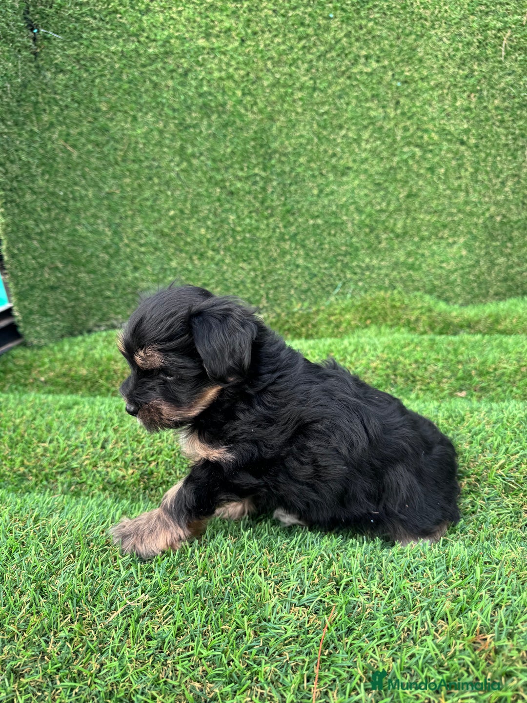 Yorkshire Terrier perros en venta: YORKSHIRE ESPECTACULARES LISTOS PARA ENTREGAR  - Anuncio 6