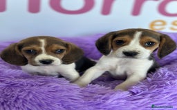 Beagle perros en venta: BEAGLE - Imagen 1