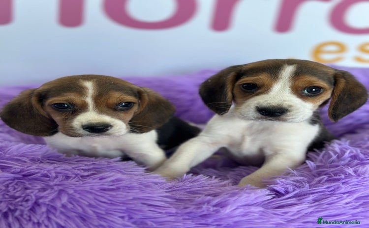 Beagle perros - Propaganda 1