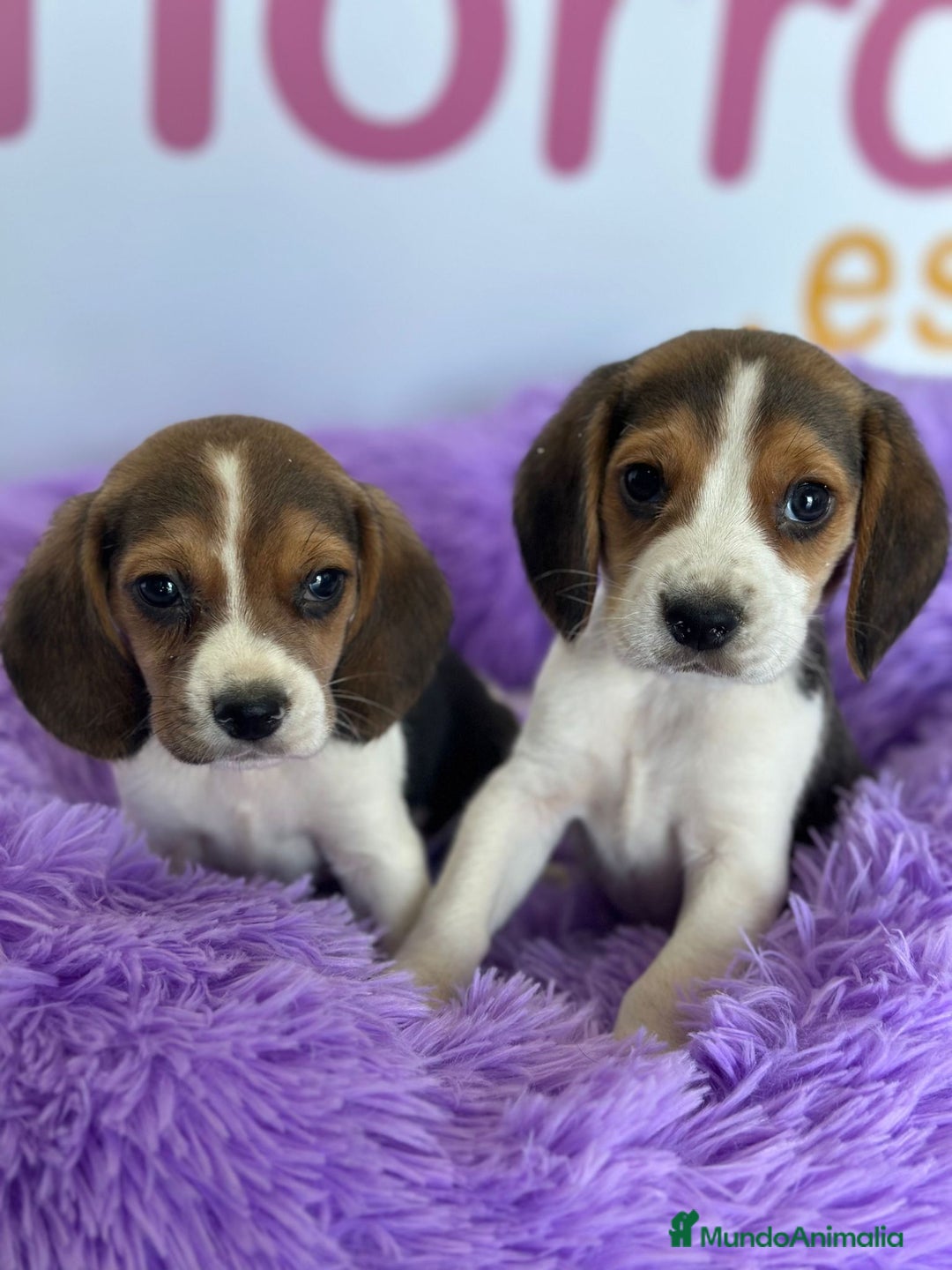 Beagle perros en venta: BEAGLE - Imagen 1