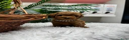 Caniche Toy perros en venta: CANICHE TOY - Anuncio 3