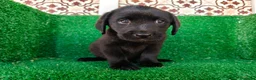 Labrador Retriever perros en venta: labrador retriever - Anuncio 16