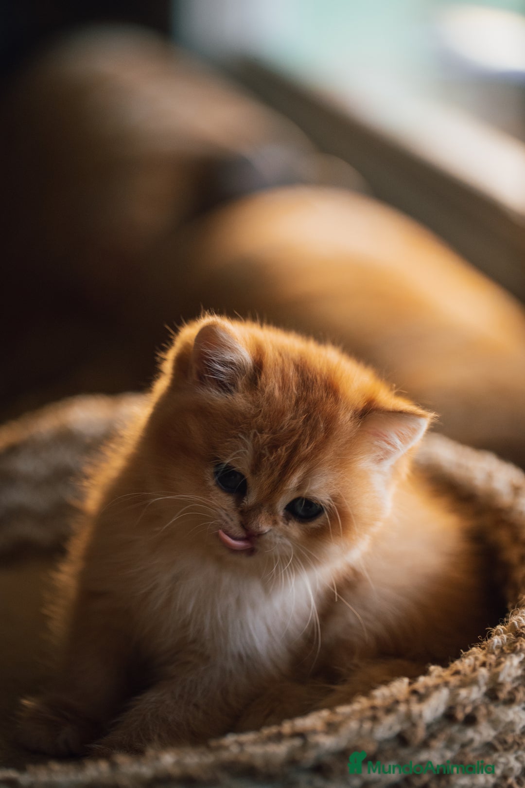 Británico de Pelo Corto gatos en venta: Niñas british golden chinchilla  - Anuncio 6