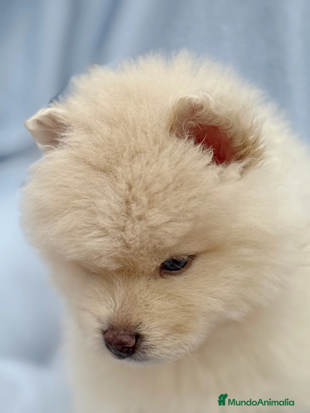 Pomsky perros en venta: dos machos y ultima hembra Pomsky ojos azules  - Anuncio 19