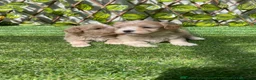 Maltipoo perros en venta: Maltipoo - Anuncio 1