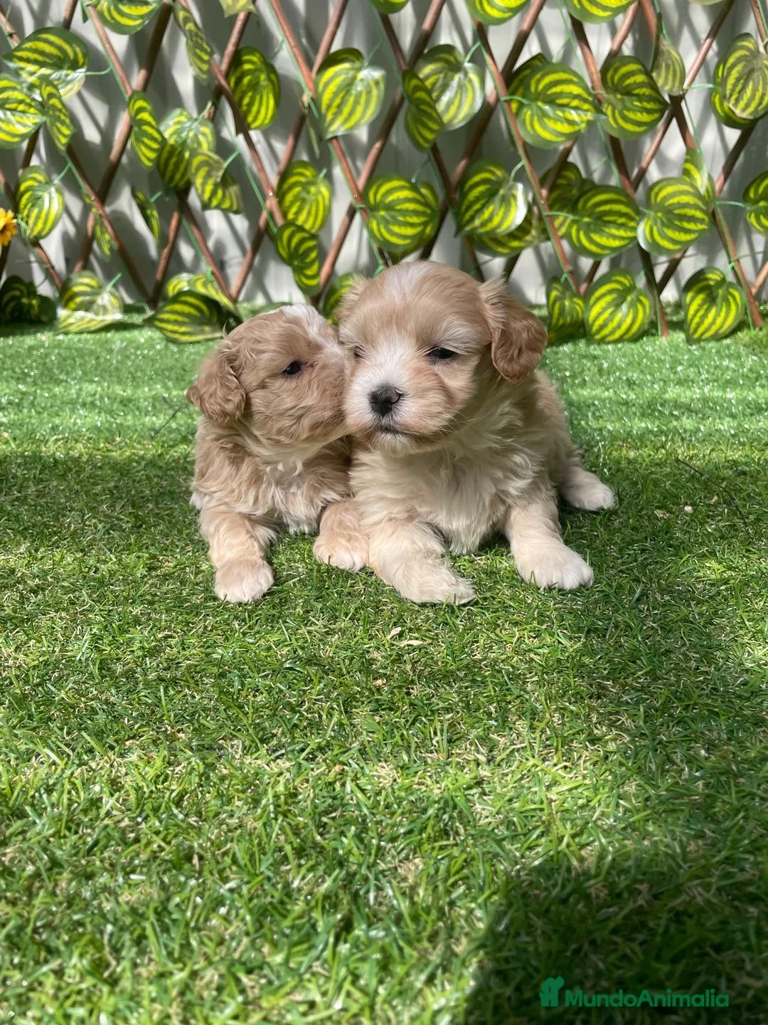 Maltipoo perros en venta: Maltipoo - Anuncio 1