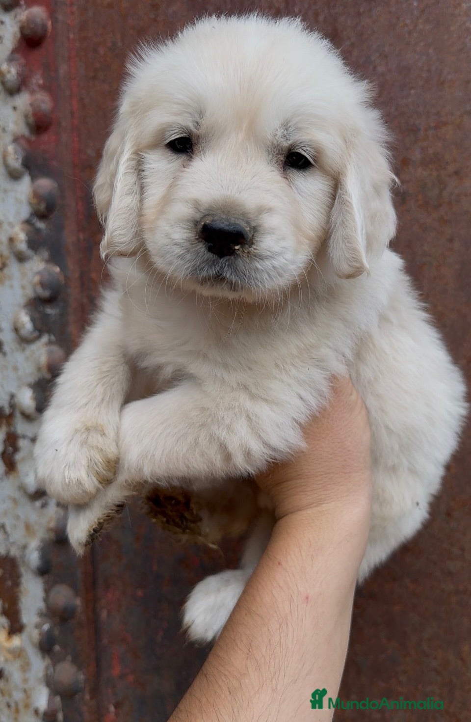 Golden Retriever perros Golden retriever - Anuncio 1