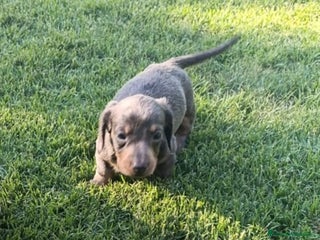 Teckel perros - Anuncio 21