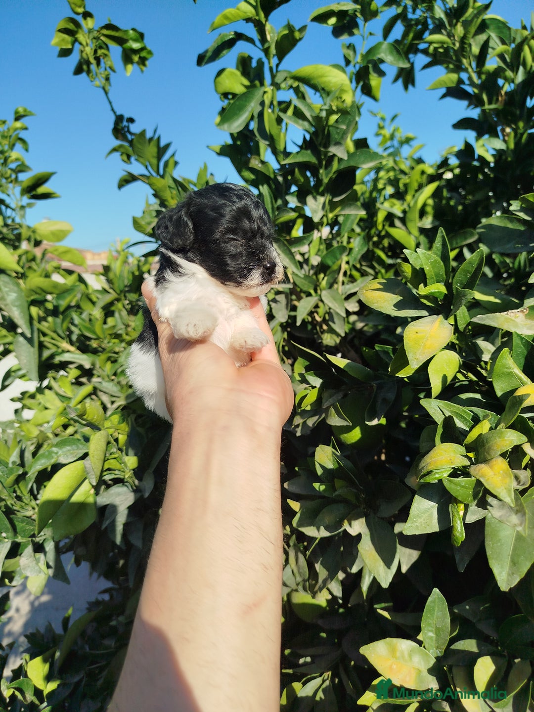 Maltipoo perros en venta: Maltipoo toy blanco y negro  - Imagen 1