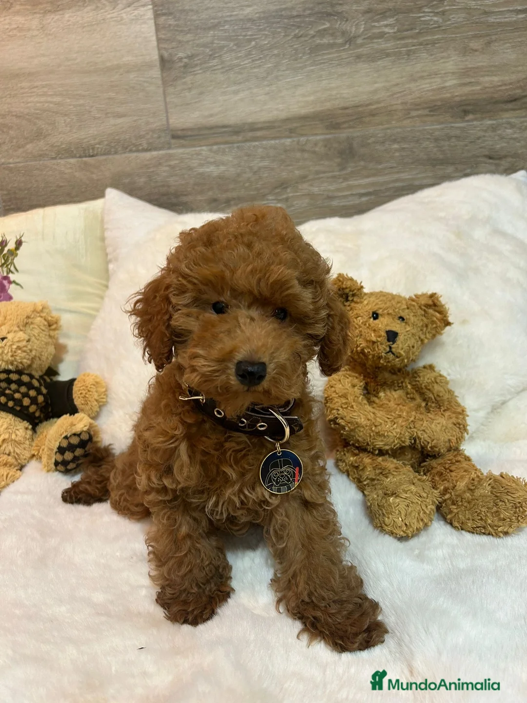 Caniche Toy perros en venta: CANICHE Toy - Anuncio 2