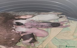 Perro Crestado Chino perros en venta: Crestados chinos sin y con pelo. - Imagen 2